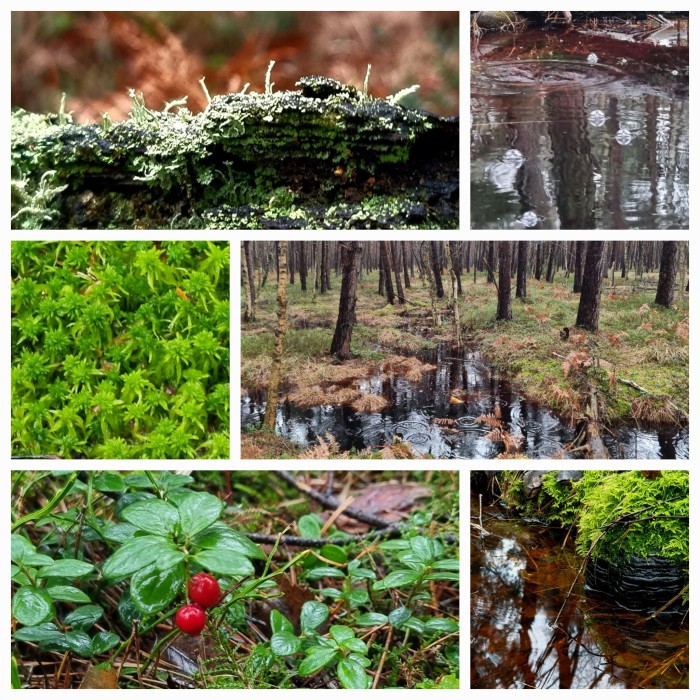 Bilder aus dem Moor bei Klein Kolshorn